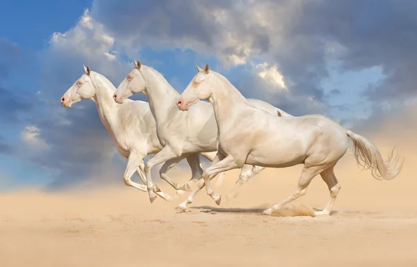 Groep van paard uitgevoerd — Stockfoto