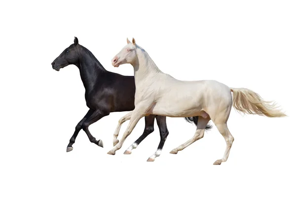 Dos caballos aislados en blanco — Foto de Stock