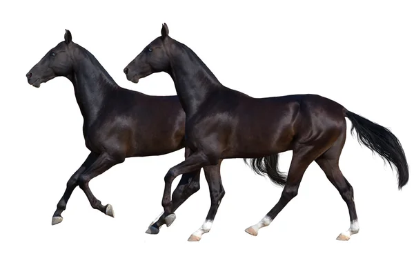 Två svart häst isolerad på vit — Stockfoto