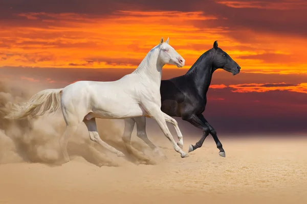 Pár ló fut a sivatagban — Stock Fotó