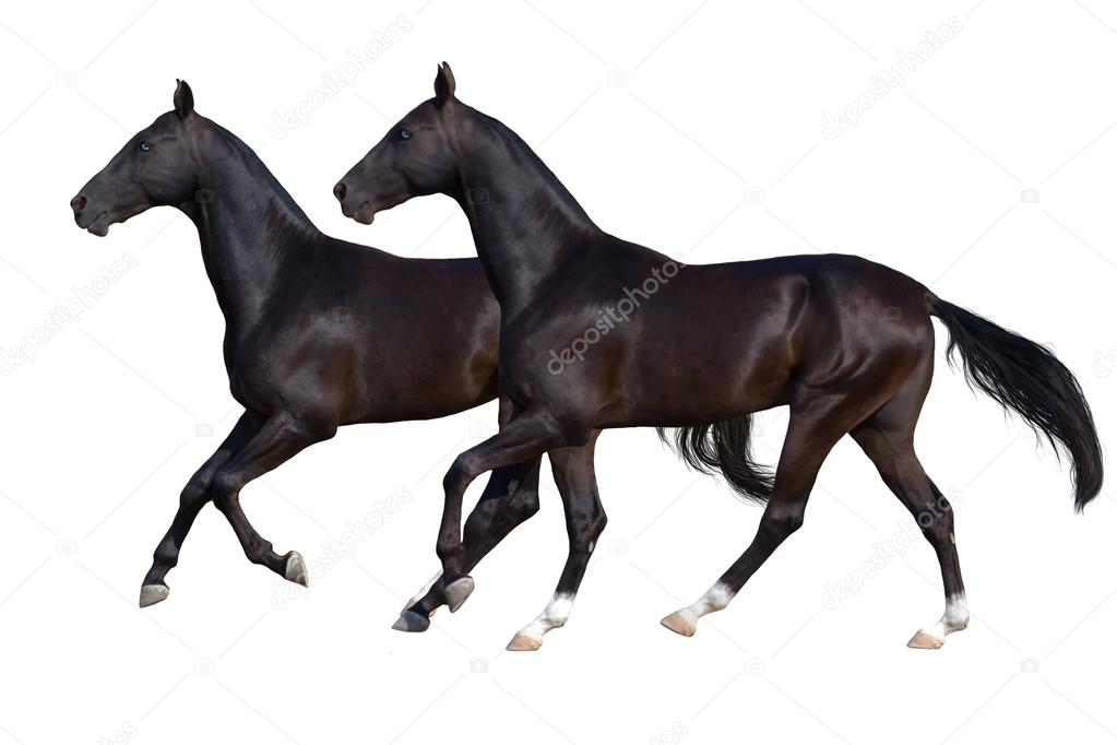 Two black horse isolated on white