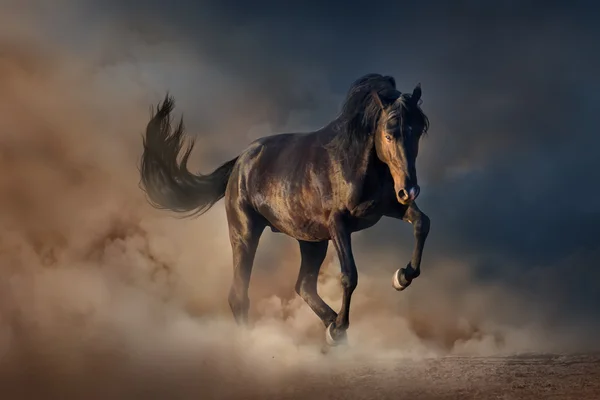 Black stallion horse — Stock Photo, Image