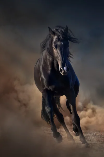 Cavallo stallone nero — Foto Stock