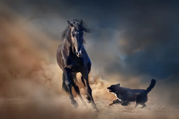 Caballo semental negro con perro — Foto de Stock