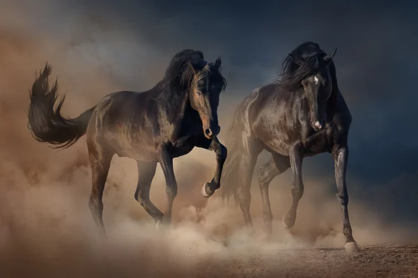 Dos caballos sementales negros —  Fotos de Stock