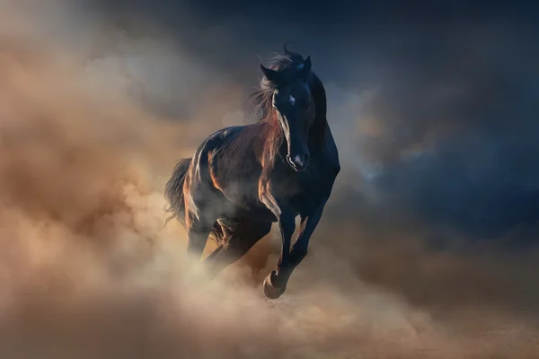 Black stallion horse — Stock Photo, Image