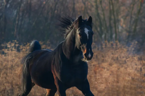 Horse portrait in autumn morning — Stock Photo, Image