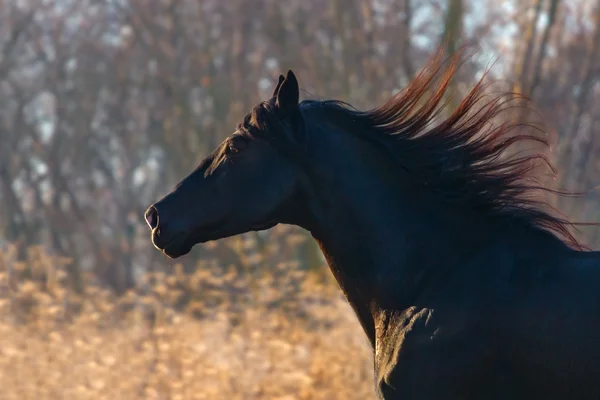 Horse portrait in autumn morning — Stock Photo, Image