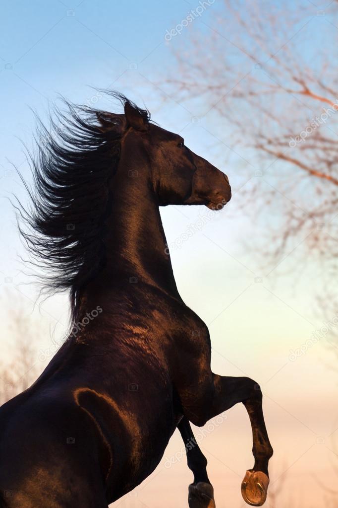 Black horse rearing Stock Photos, Royalty Free Black horse rearing Images | Depositphotos Black horse rearing Stock Photos, Royalty Free Black horse rearing Images | Depositphotos