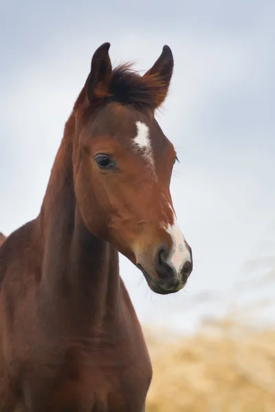 Horse portrait outdoor — Stock Photo, Image