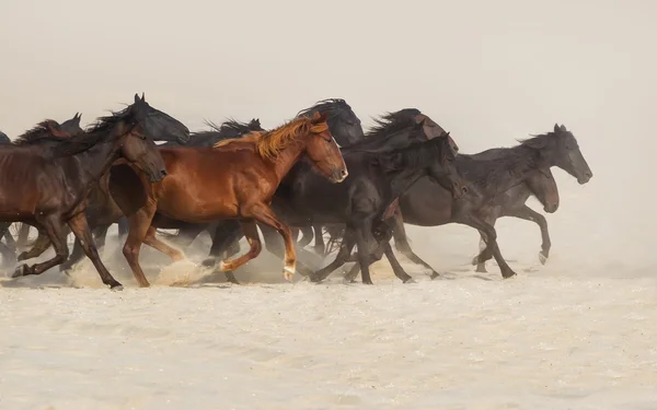 Cavalos selvagens correm — Fotografia de Stock