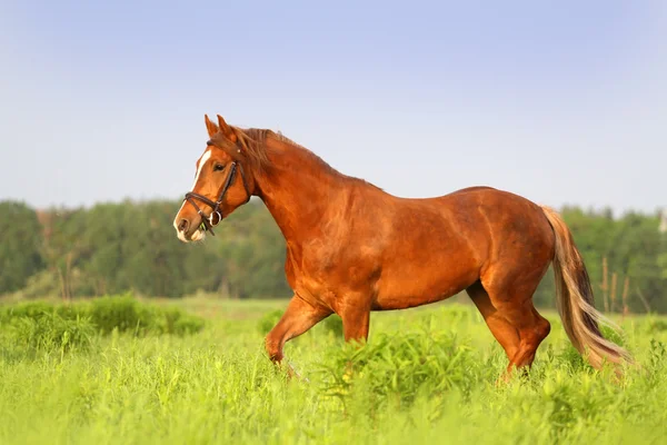 Red horse trotting — Stock Photo, Image