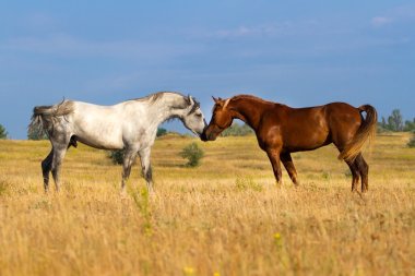 Two horse coupling clipart
