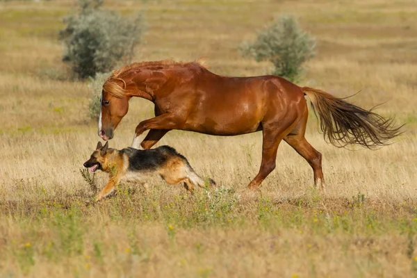 Paard en hond lopen — Stockfoto