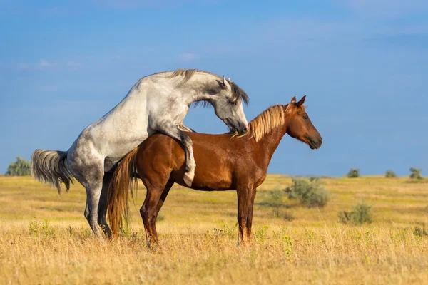 Two horse coupling — Stock Photo, Image