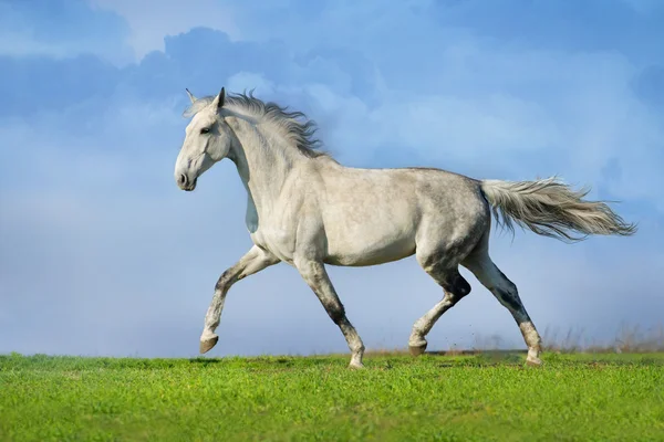 Caballo gris trotando —  Fotos de Stock