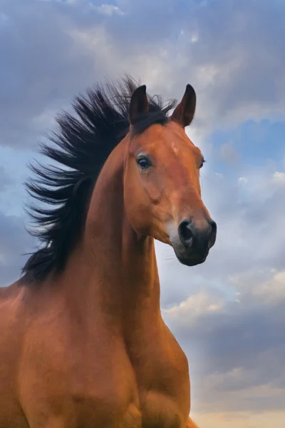 Portrait de cheval de baie au coucher du soleil — Photo