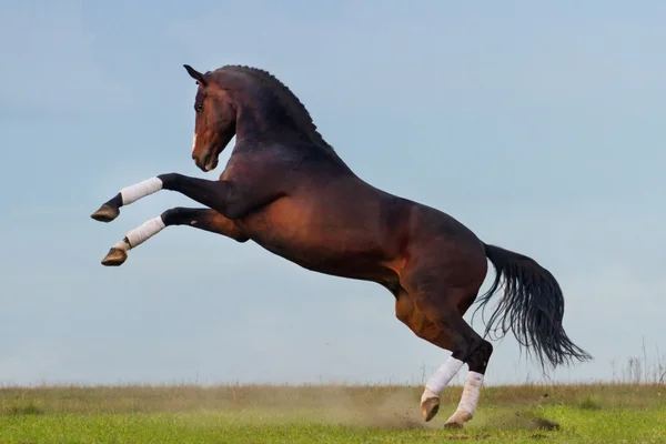 Bay horse fokken van — Stockfoto