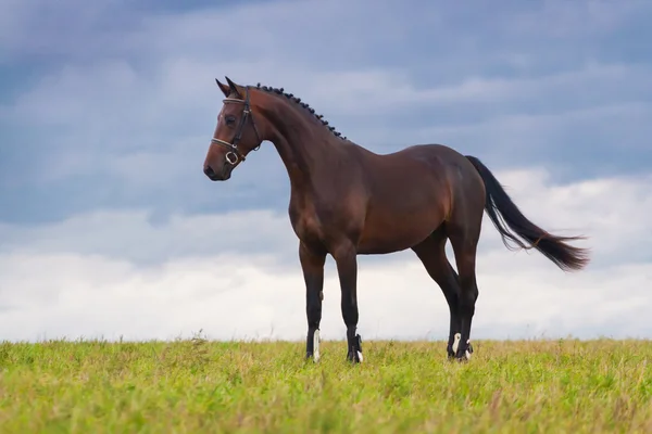 Stand de cheval Bay dans classé — Photo