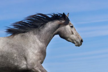 Grey horse portrait clipart