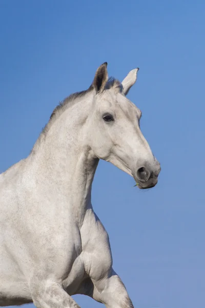 Retrato de caballo gris — Foto de Stock