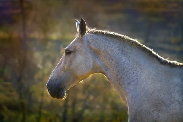 Grey horse portrait — Stock Photo, Image