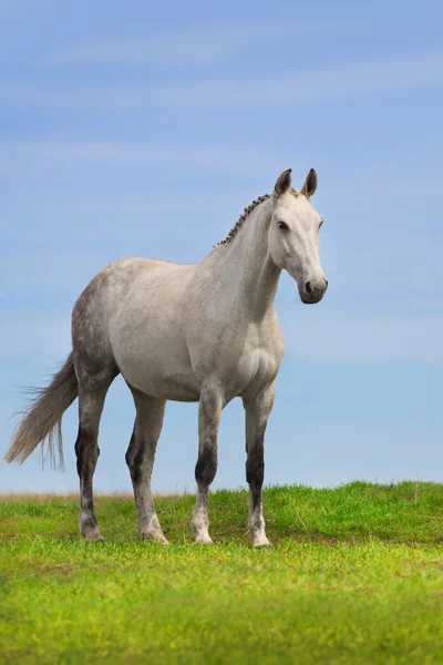 Carrinho de cavalo cinzento — Fotografia de Stock