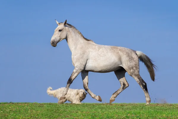 Caballo gris jugar con perro —  Fotos de Stock