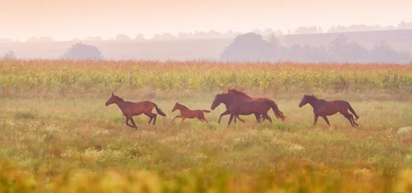 Стадо коней біжить на заході сонця — стокове фото