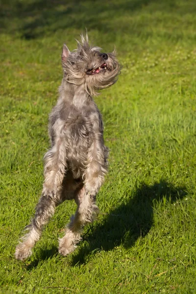 Dog jump in field — Stock Photo, Image