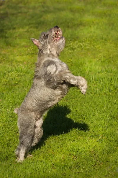 Прыжок собаки в поле — стоковое фото