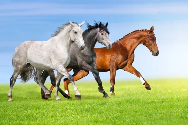 Horses run in pasture — Stock Photo, Image