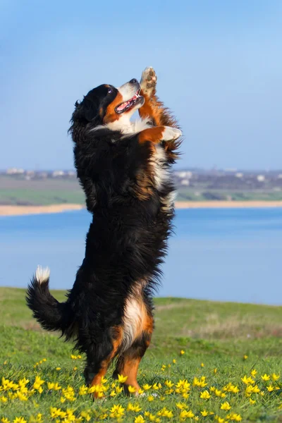 Dog trained to perform tricks — Stock Photo, Image
