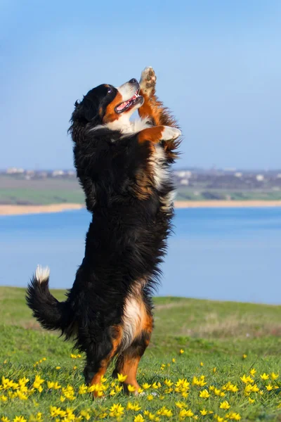 Cane addestrato per eseguire trucchi — Foto Stock