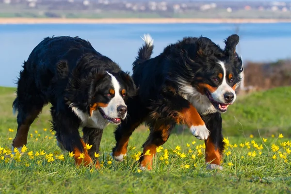 Couple of dog run — Stock Photo, Image