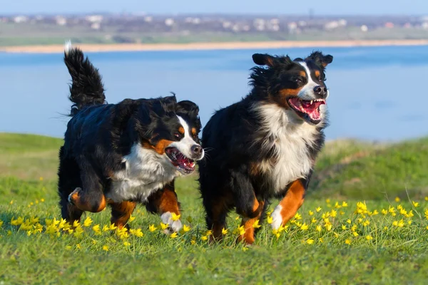 Пара собачьих бегов — стоковое фото