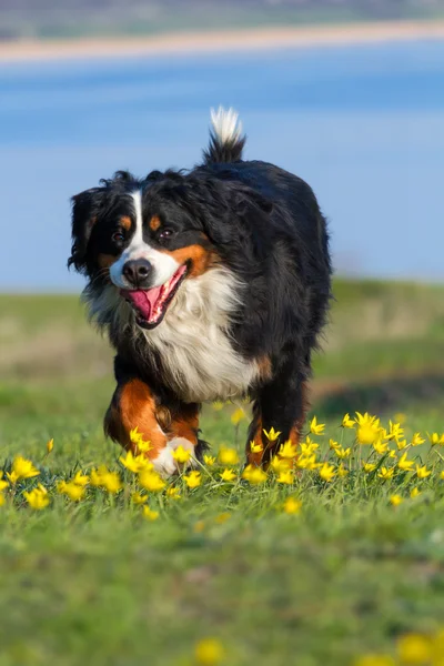 Собачий бег — стоковое фото