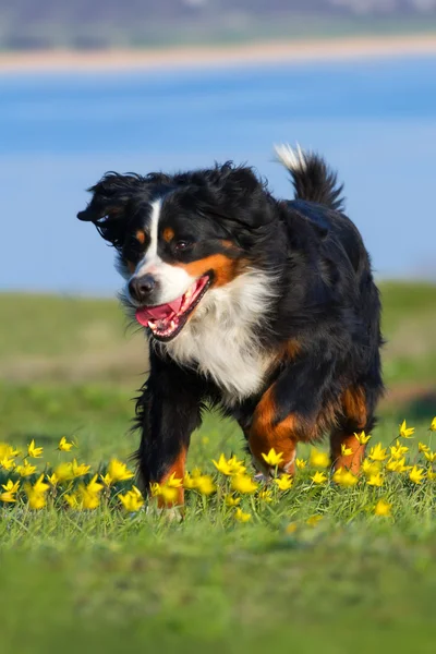 Dog run outdoor — Stock Photo, Image