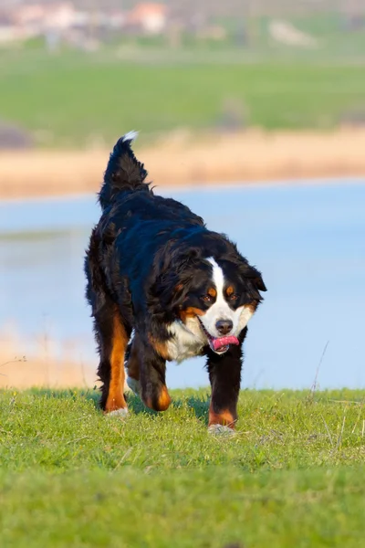 Köpek açık çalıştırın — Stok fotoğraf