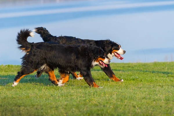 Dois cães a correr. — Fotografia de Stock