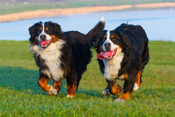 Couple of dog run — Stock Photo, Image