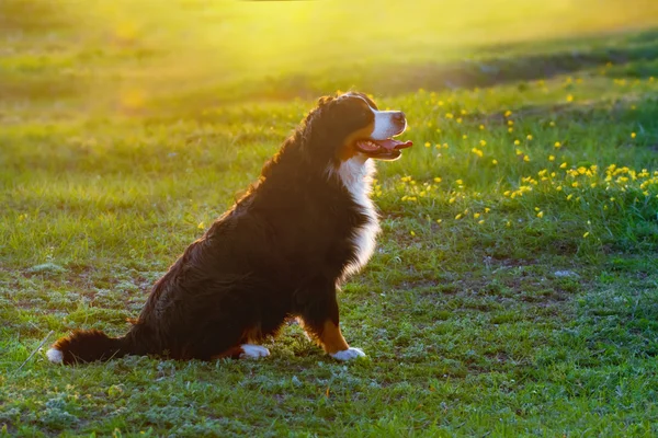 Bernese 狗坐 — 图库照片