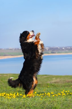 Hile yapmak için köpek eğitim