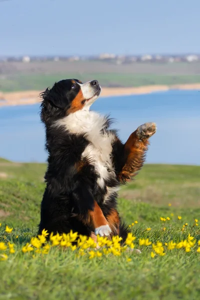 Dog trained to perform tricks — Stock Photo, Image