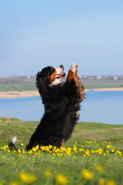 Dog trained to perform tricks — Stock Photo, Image