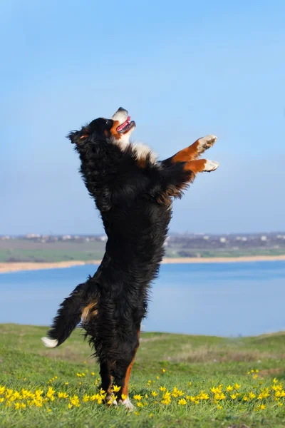 Dog jump in spring field — Stock Photo, Image