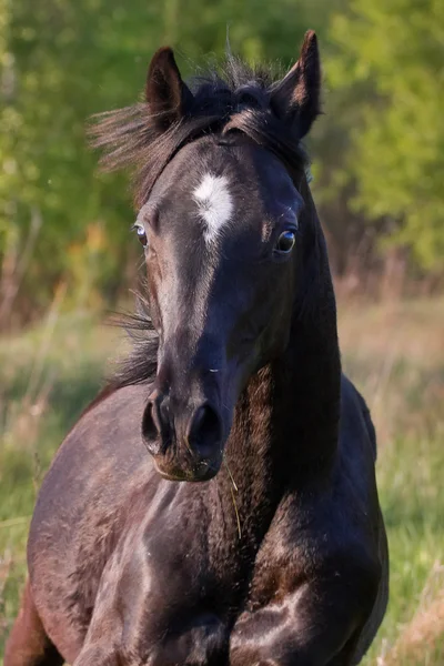 Retrato de caballo negro —  Fotos de Stock