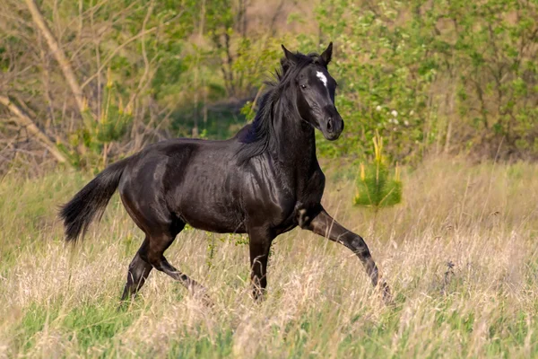 Corre caballo negro — Foto de Stock