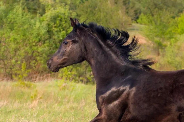 Black horse portrait — Stock Photo, Image