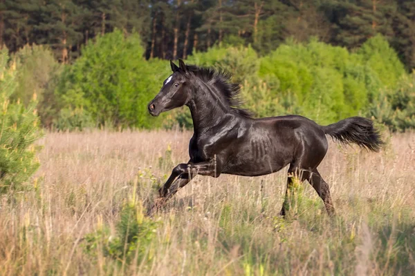 Corrida de cavalo preto — Fotografia de Stock